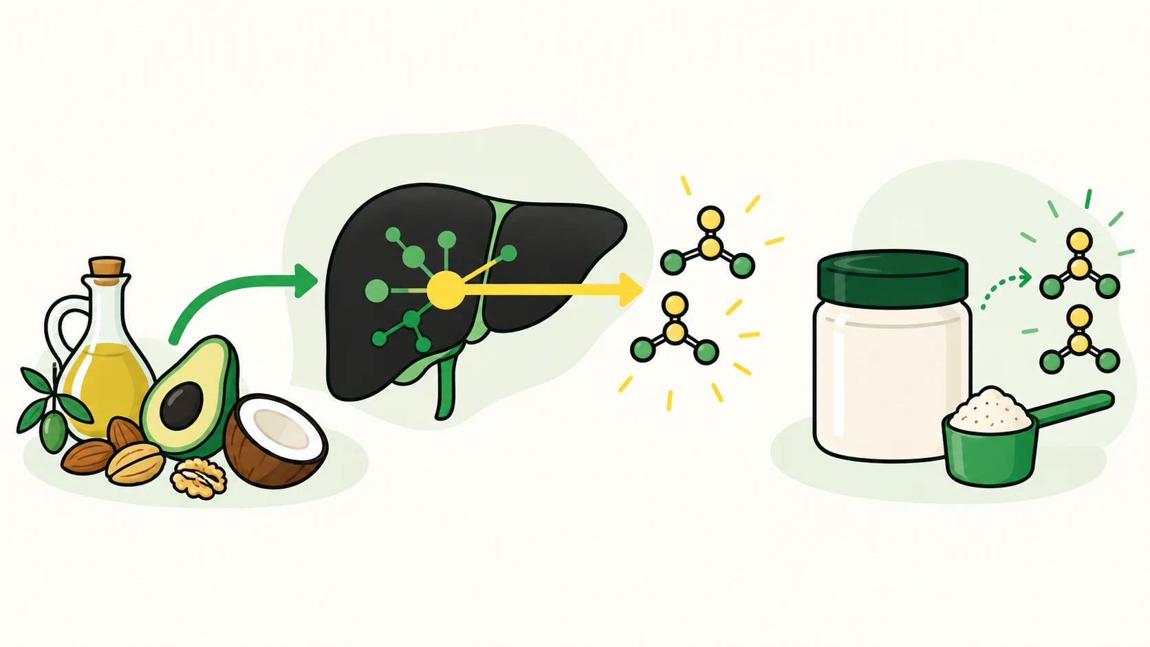 exogenous ketones and bhb contextual illustration