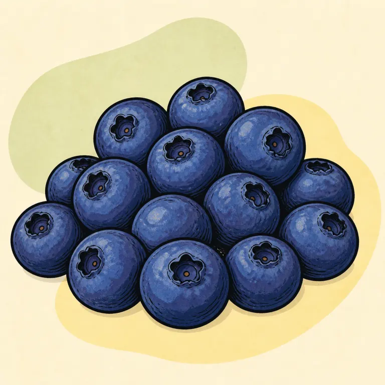 Hand-drawn editorial illustration of Blueberries, raw.