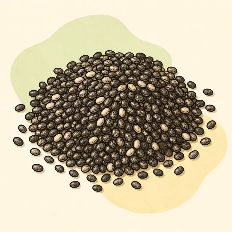 Hand-drawn editorial illustration of Chia seeds.