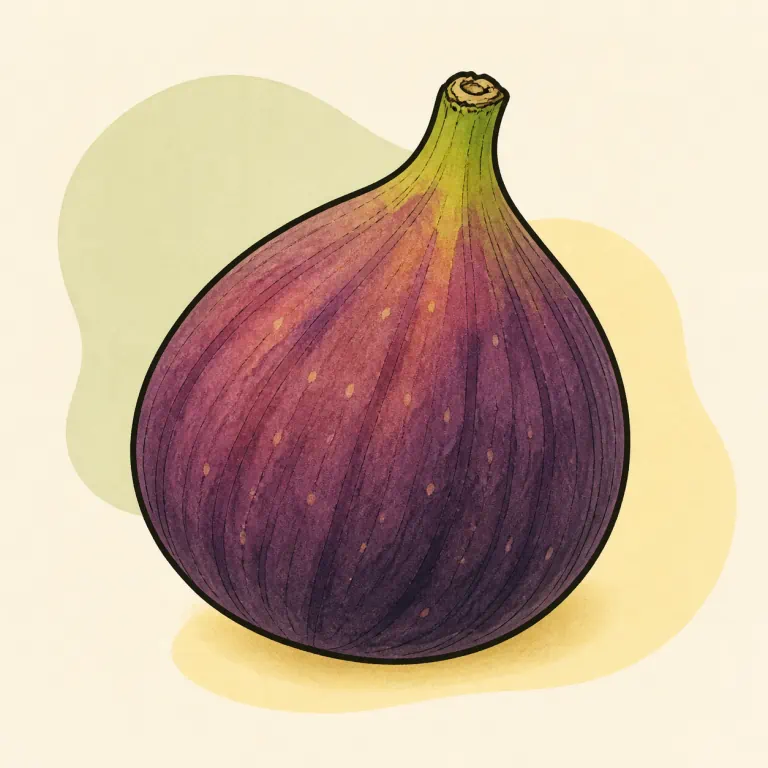 Hand-drawn editorial illustration of Fig, raw.