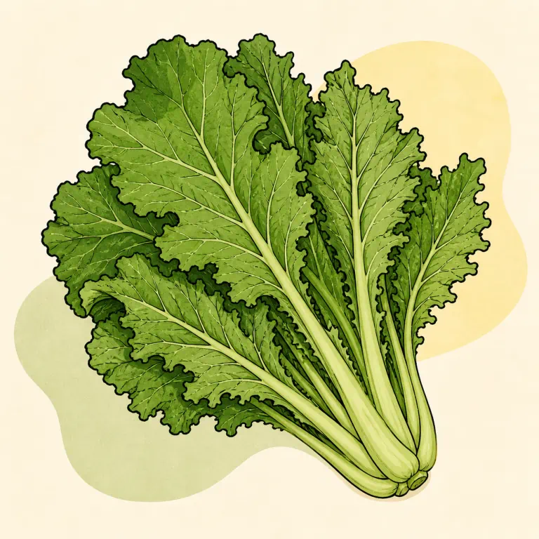Hand-drawn editorial illustration of Mustard greens, raw.