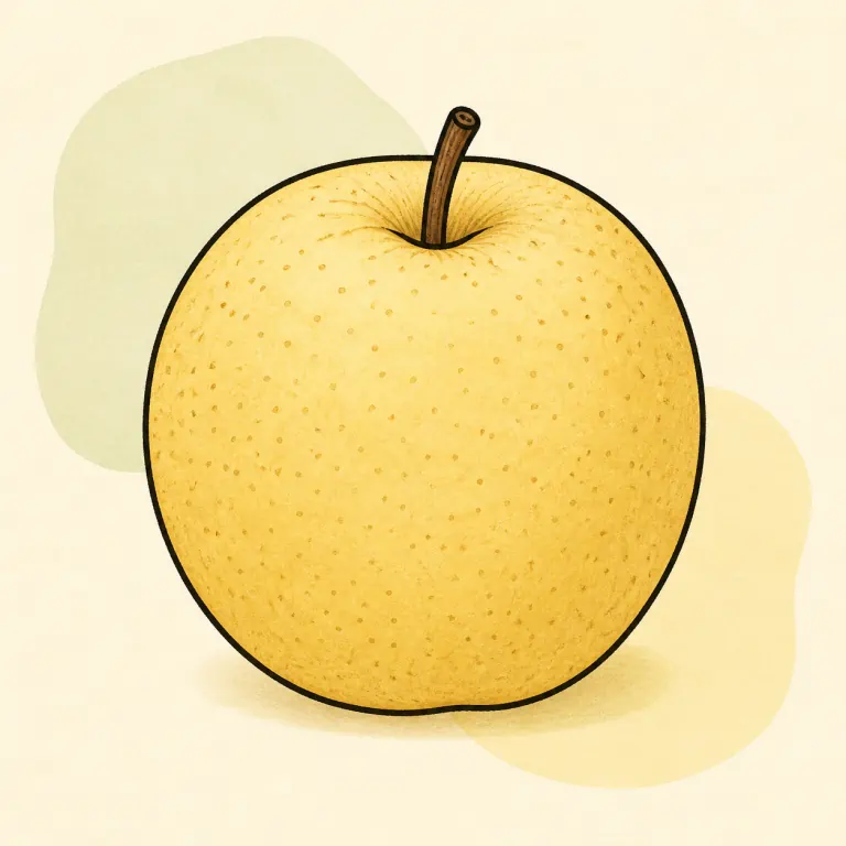 Hand-drawn editorial illustration of Pear, Asian, raw.