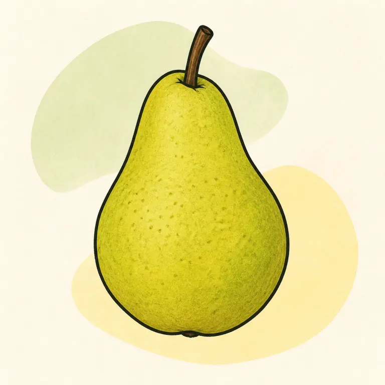 Hand-drawn editorial illustration of Pear, raw.