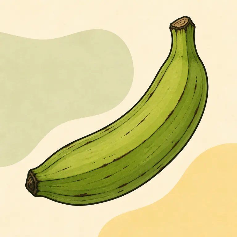 Hand-drawn editorial illustration of Plantain, raw.